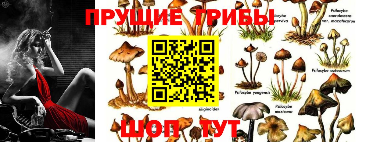 Галлюциногенные грибы Psilocybe Кировск